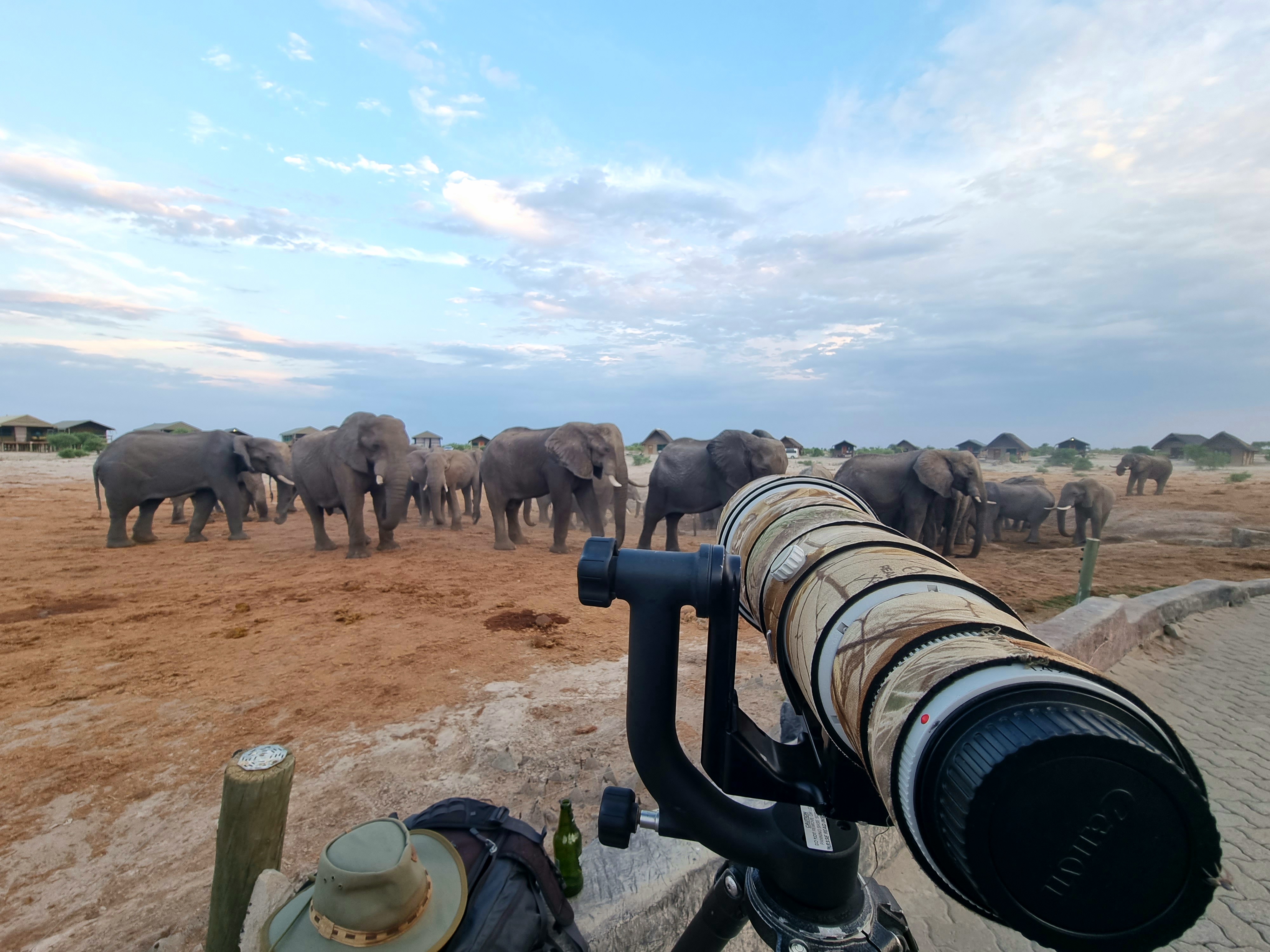 Safari Game Drives